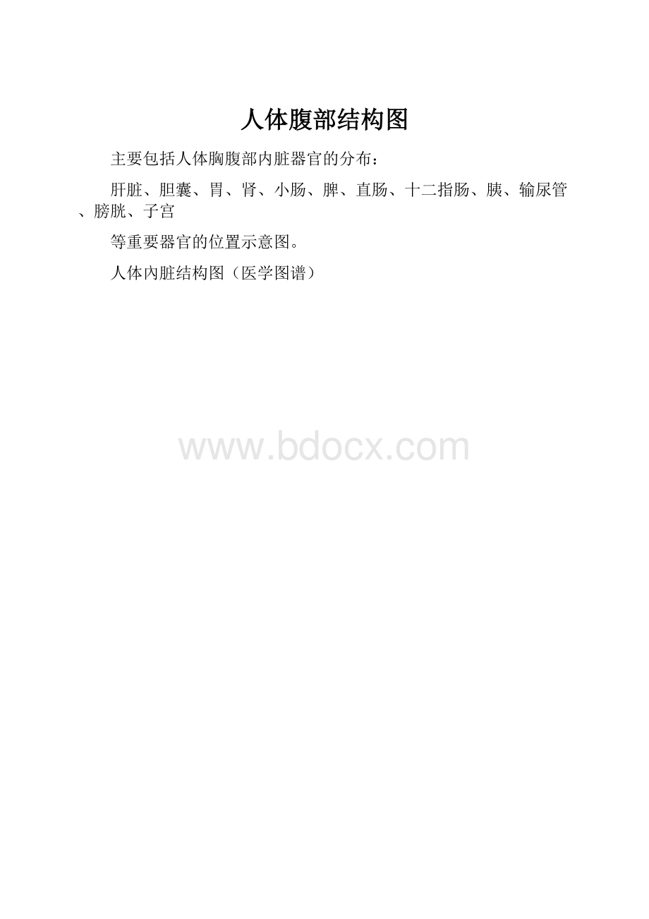 人体腹部结构图Word文件下载.docx