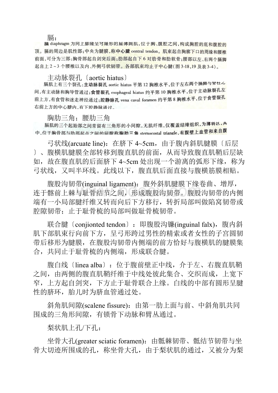 四川大学解剖学名称解释总结完结.docx_第3页