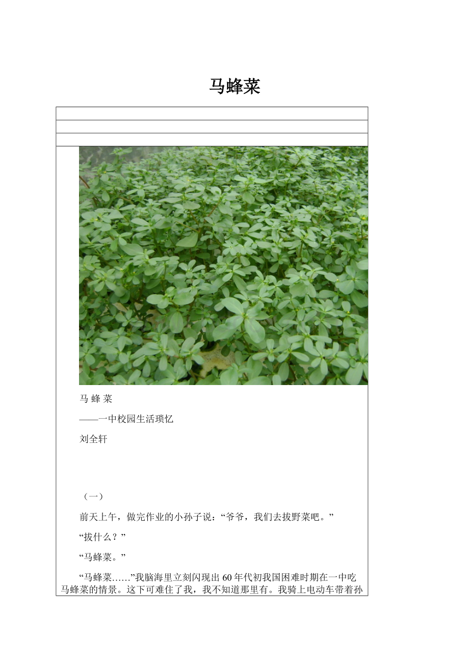 马蜂菜Word格式.docx_第1页