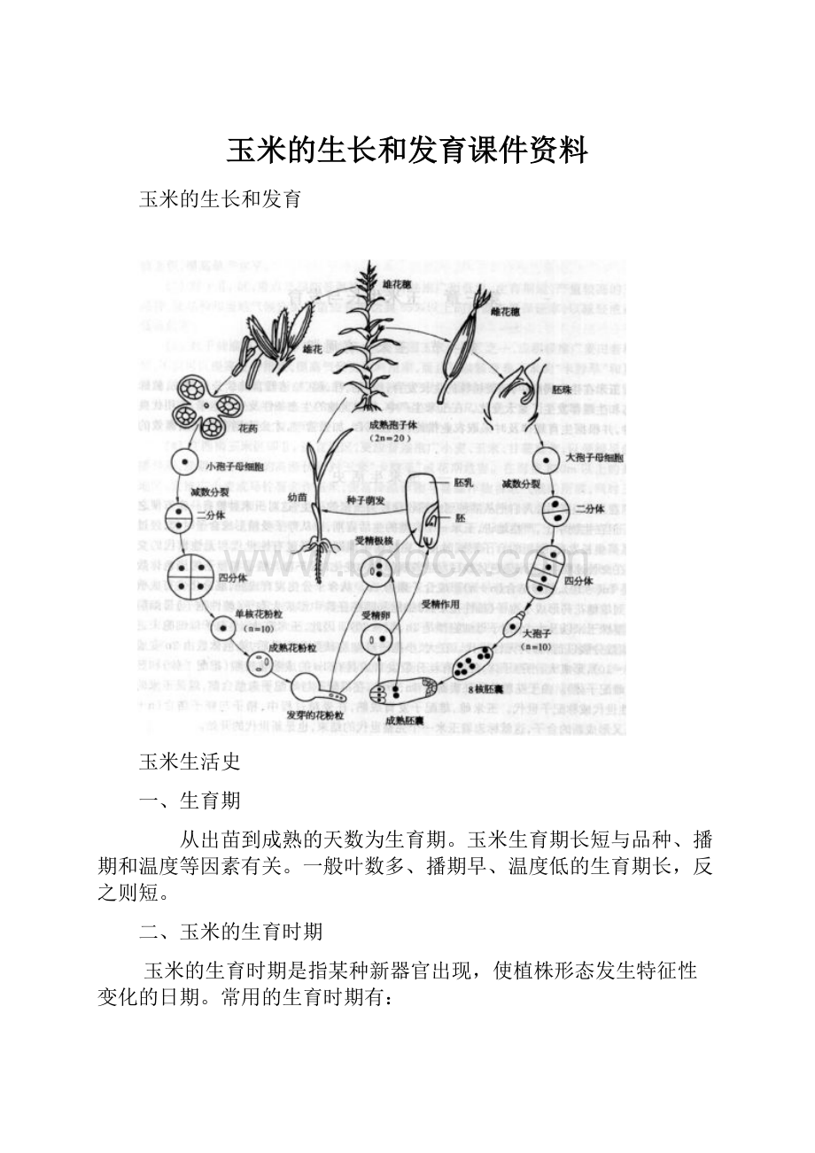 玉米的生长和发育课件资料.docx