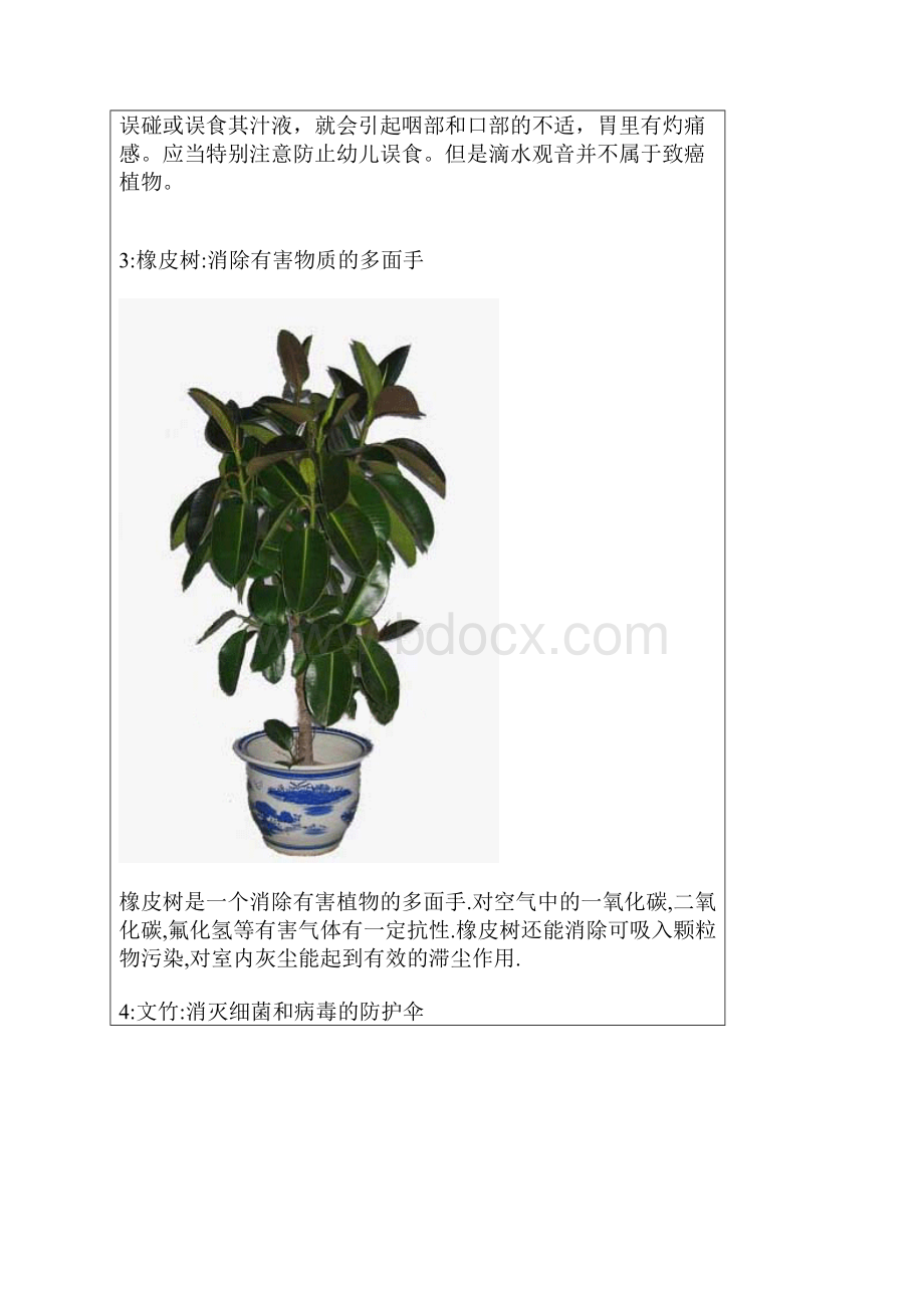 14种花草在房间的功效.docx_第3页