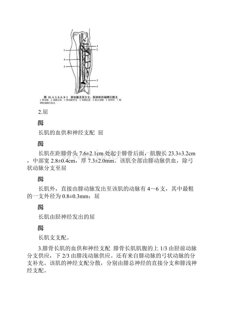 腓骨肌皮瓣.docx_第3页