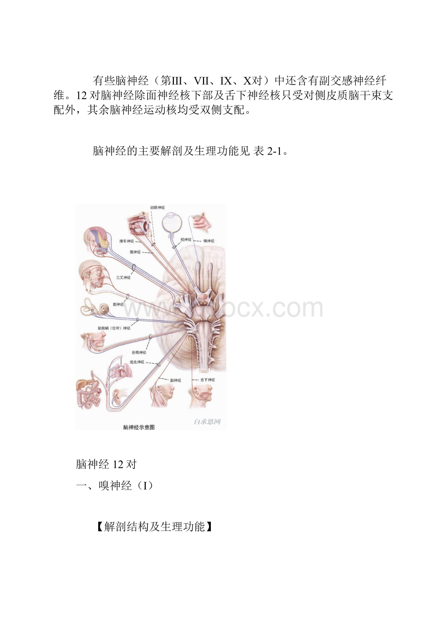 脑神经解剖及病变定位诊断文档格式.docx_第2页