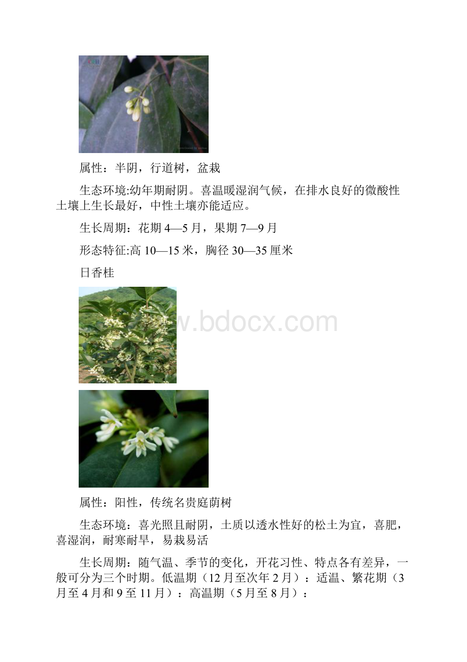 成都常用植物分析.docx_第3页