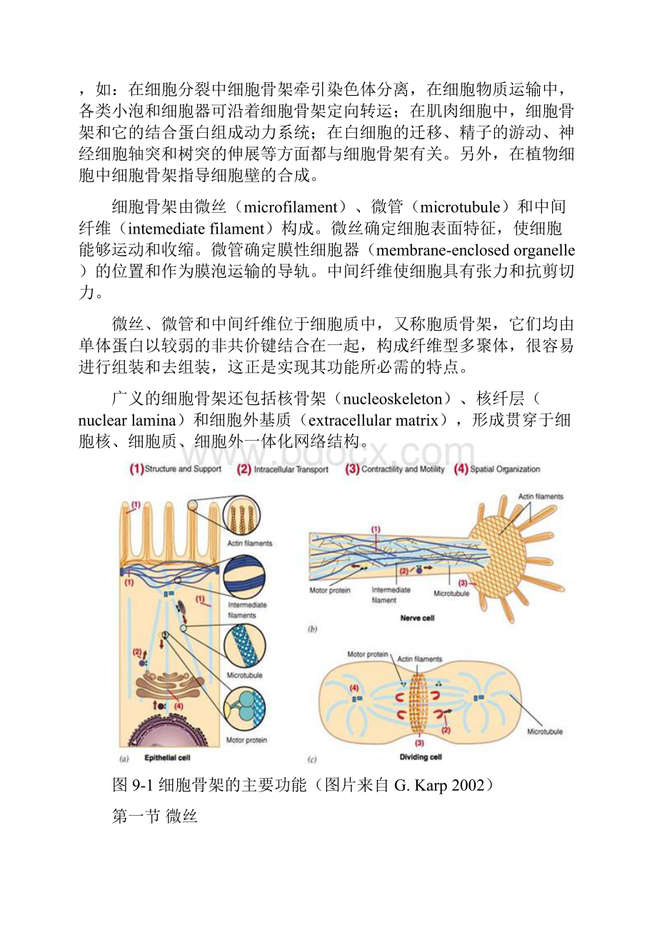 第九章 细胞骨架.docx_第2页