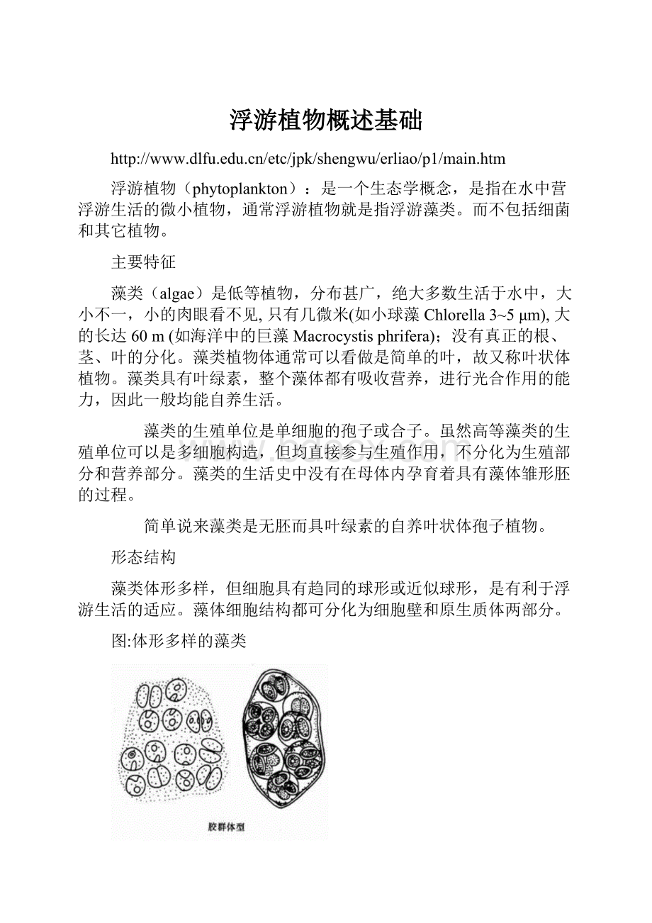 浮游植物概述基础Word文件下载.docx_第1页