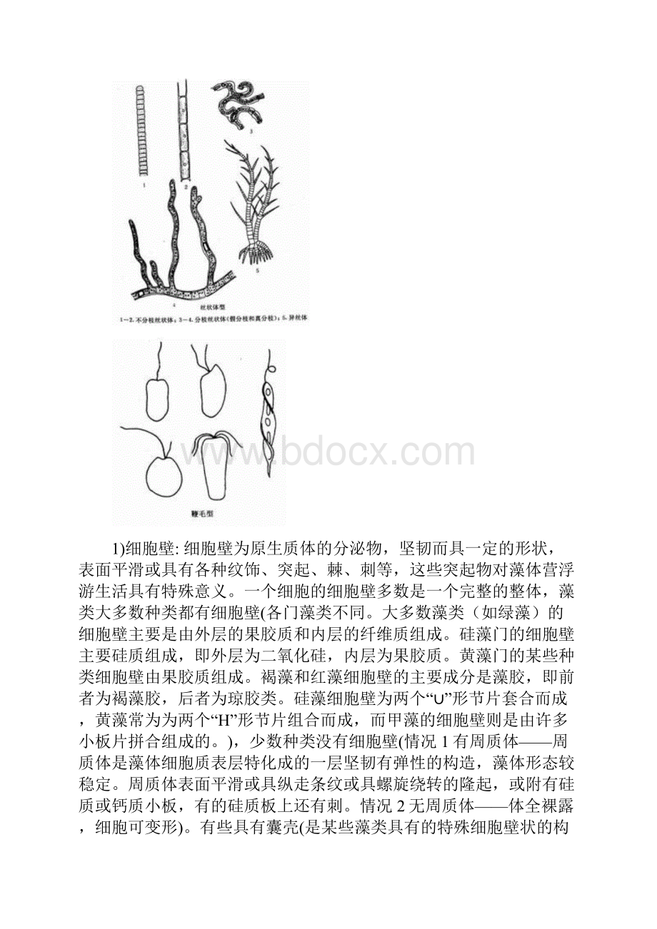 浮游植物概述基础Word文件下载.docx_第3页