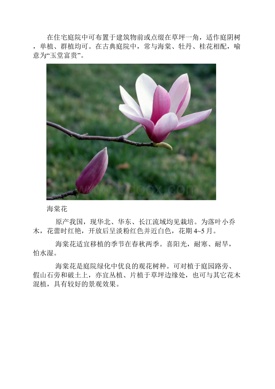 庭院中的常用植物.docx_第2页