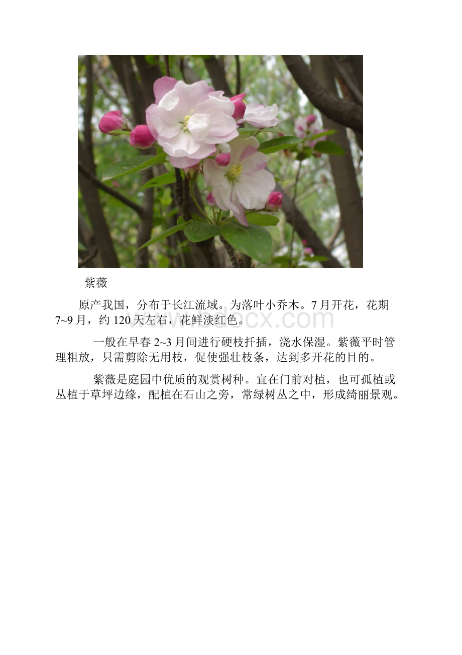 庭院中的常用植物.docx_第3页