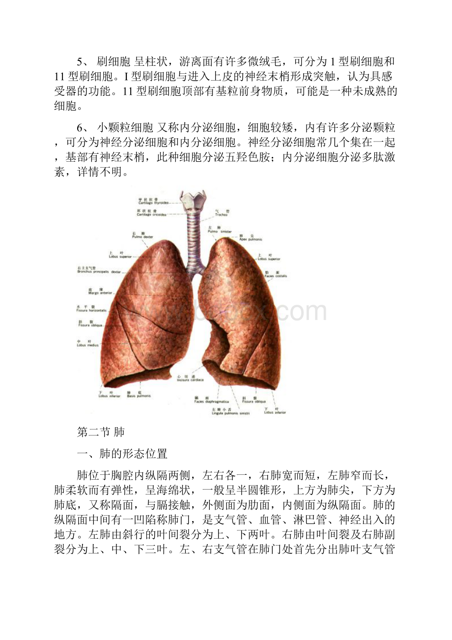 呼吸系统的解剖与组织学Word下载.docx_第3页