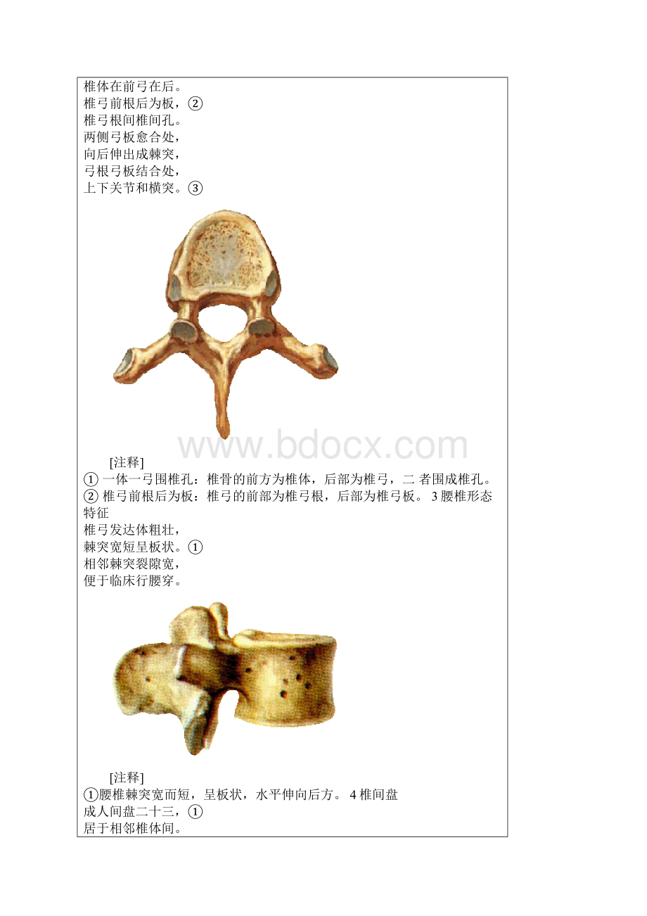 转 解剖歌诀是医学生就先转载下来非常有用哦Word文档格式.docx_第2页