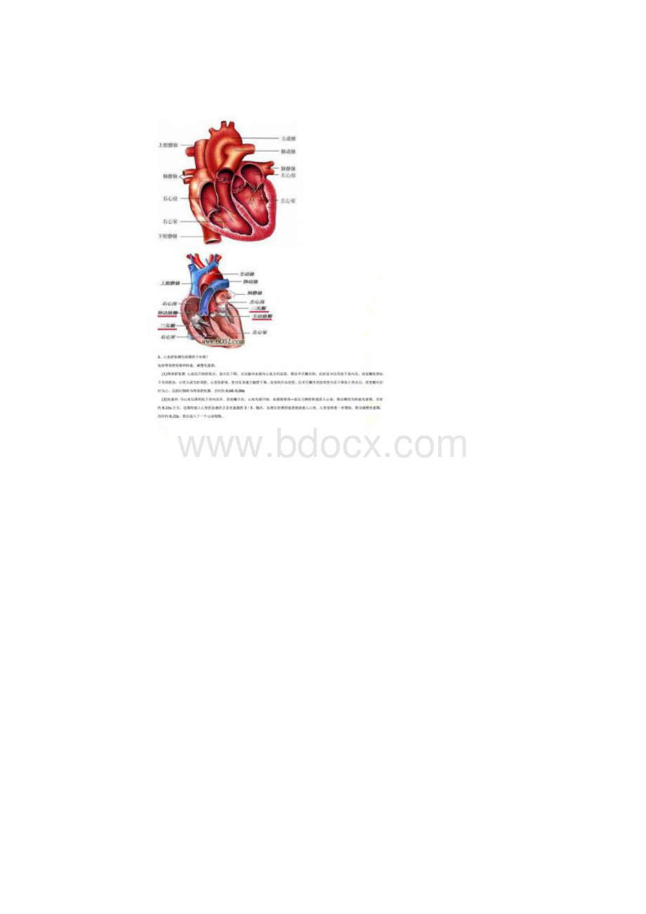 心脏血流动力学.docx_第3页