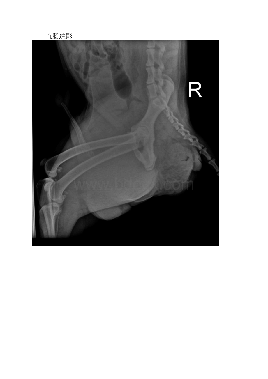 宠物X光图片二Word格式文档下载.docx_第2页