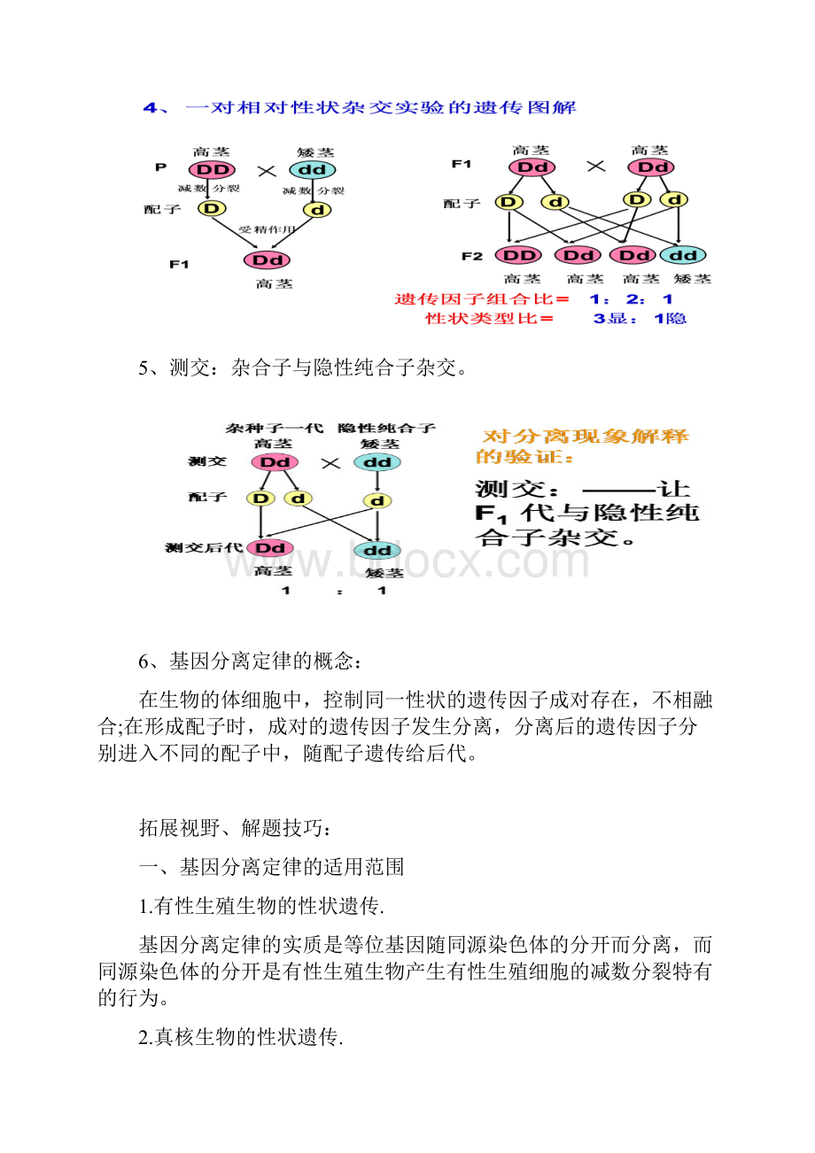 孟德尔的豌豆杂交实验一知识点分析3.docx_第3页