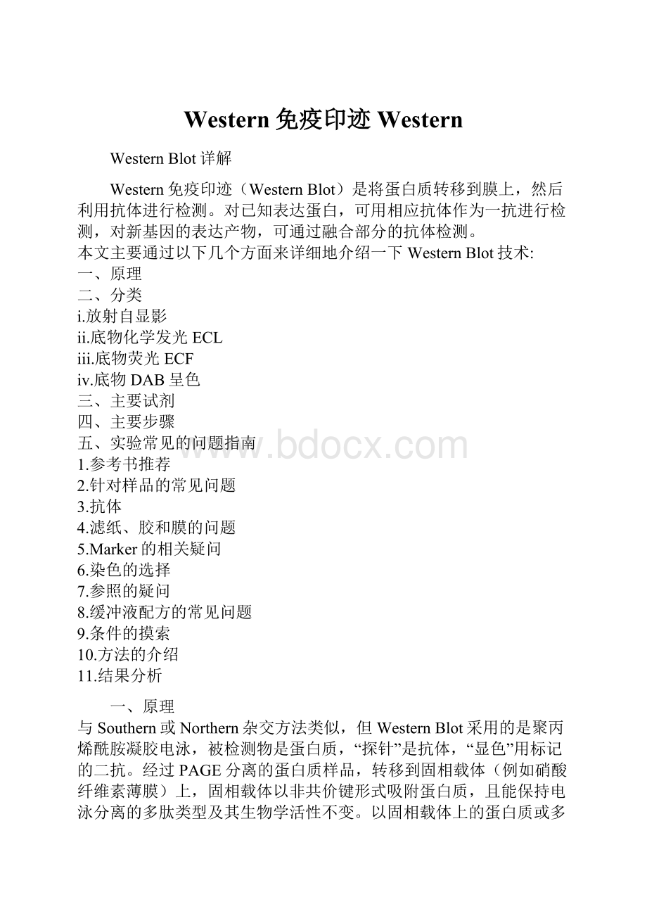 Western免疫印迹WesternWord格式.docx