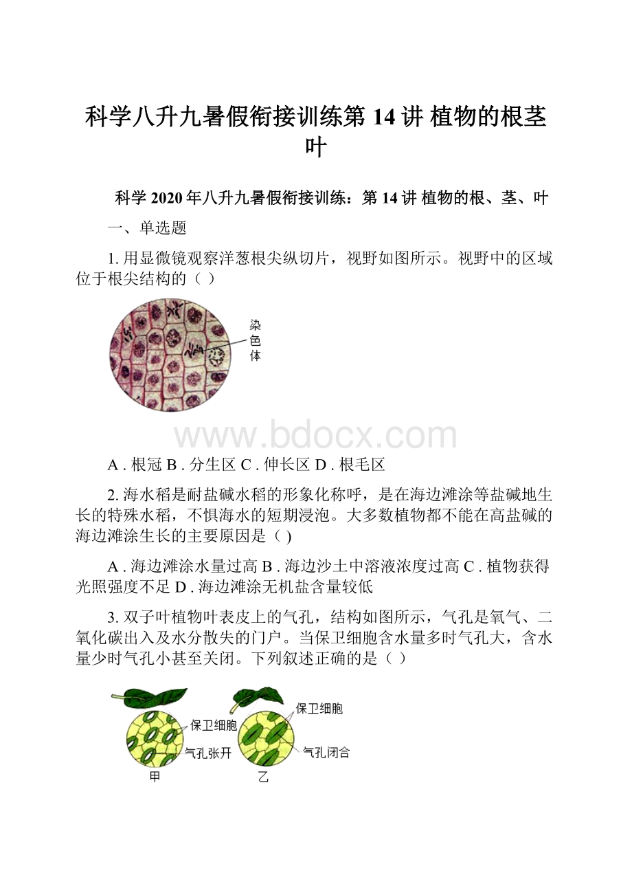 科学八升九暑假衔接训练第14讲 植物的根茎叶Word文档格式.docx_第1页