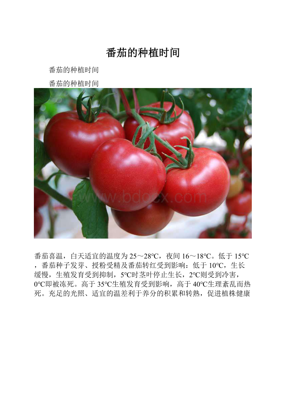 番茄的种植时间.docx_第1页