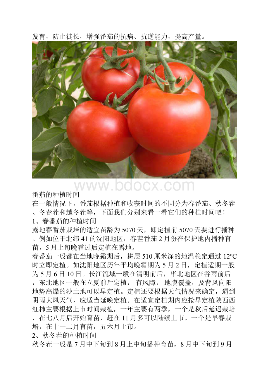 番茄的种植时间.docx_第2页