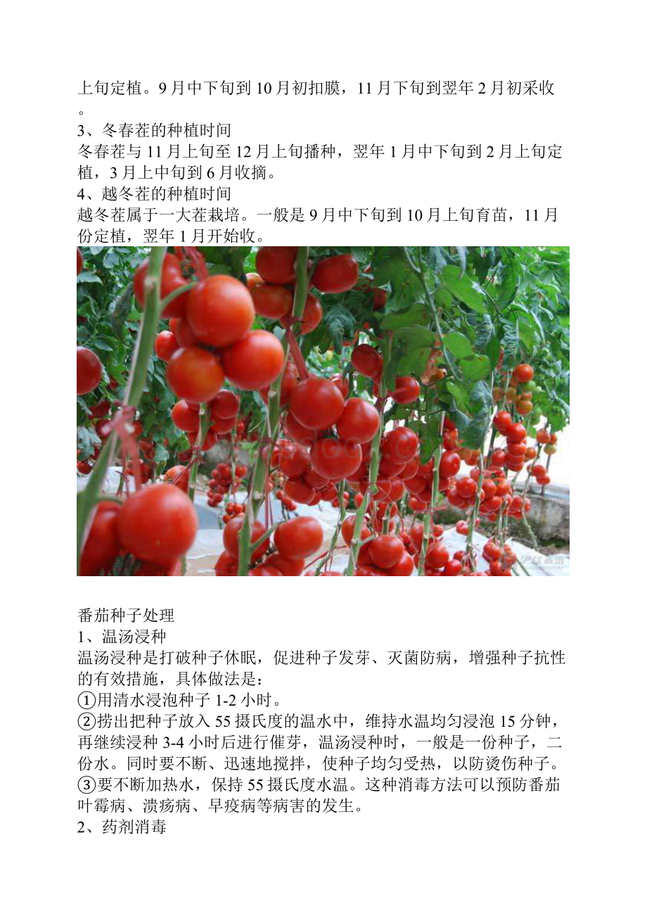 番茄的种植时间.docx_第3页