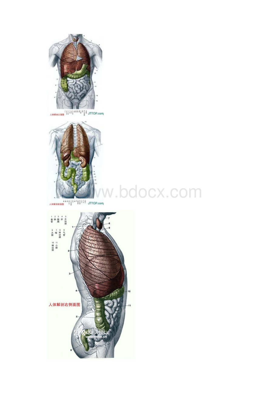 人体各部分及内脏解剖图全.docx_第2页