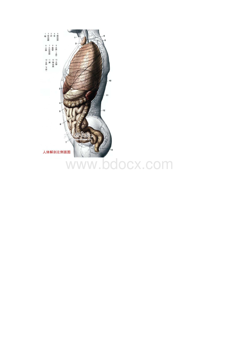 人体各部分及内脏解剖图全.docx_第3页