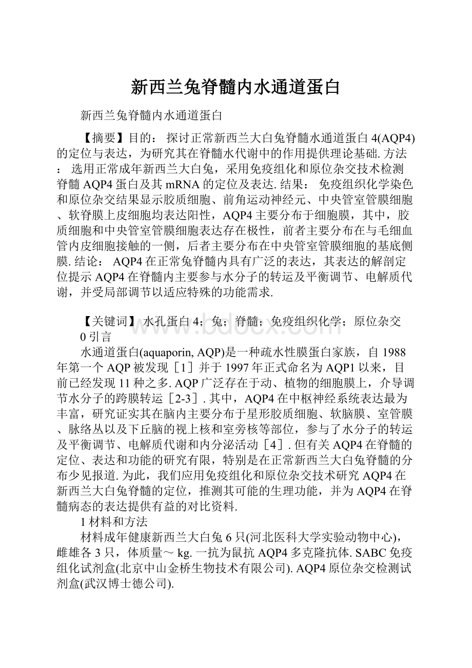 新西兰兔脊髓内水通道蛋白.docx_第1页