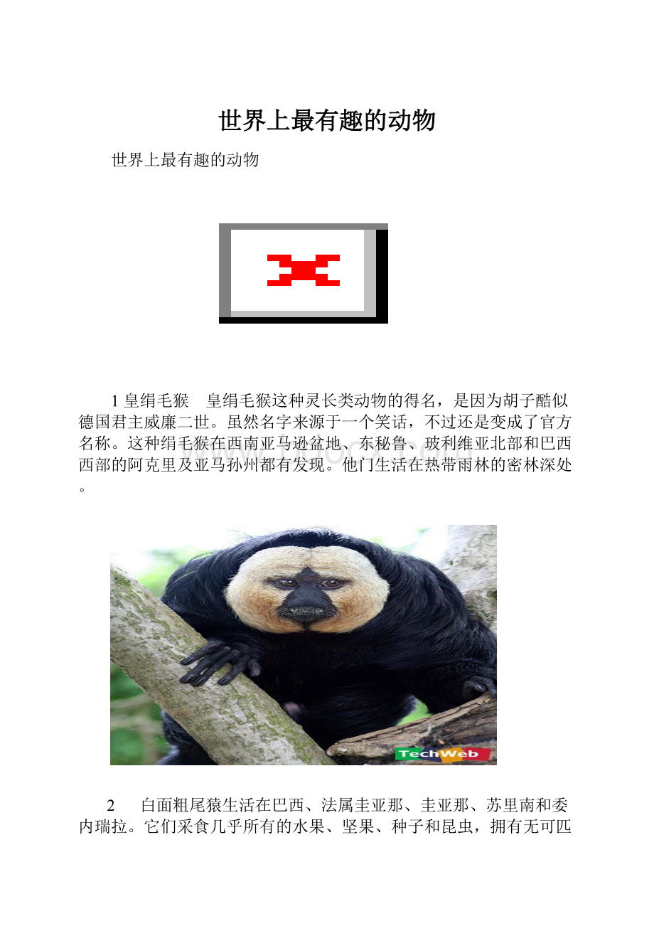 世界上最有趣的动物.docx