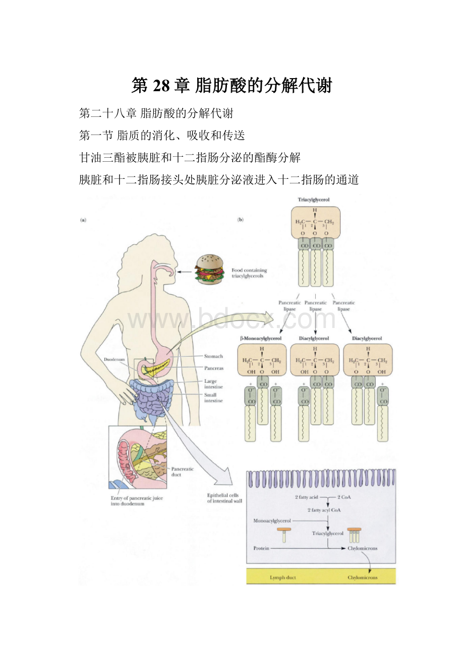 第28章 脂肪酸的分解代谢Word格式.docx