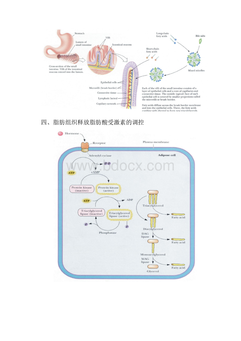 第28章 脂肪酸的分解代谢.docx_第3页