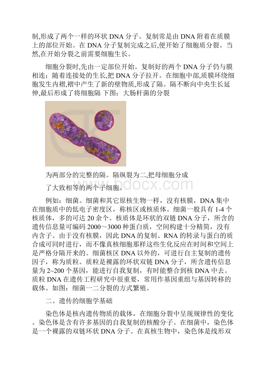 高中生物奥林匹克竞赛辅导专题讲座专题六细胞增殖与遗传.docx_第2页