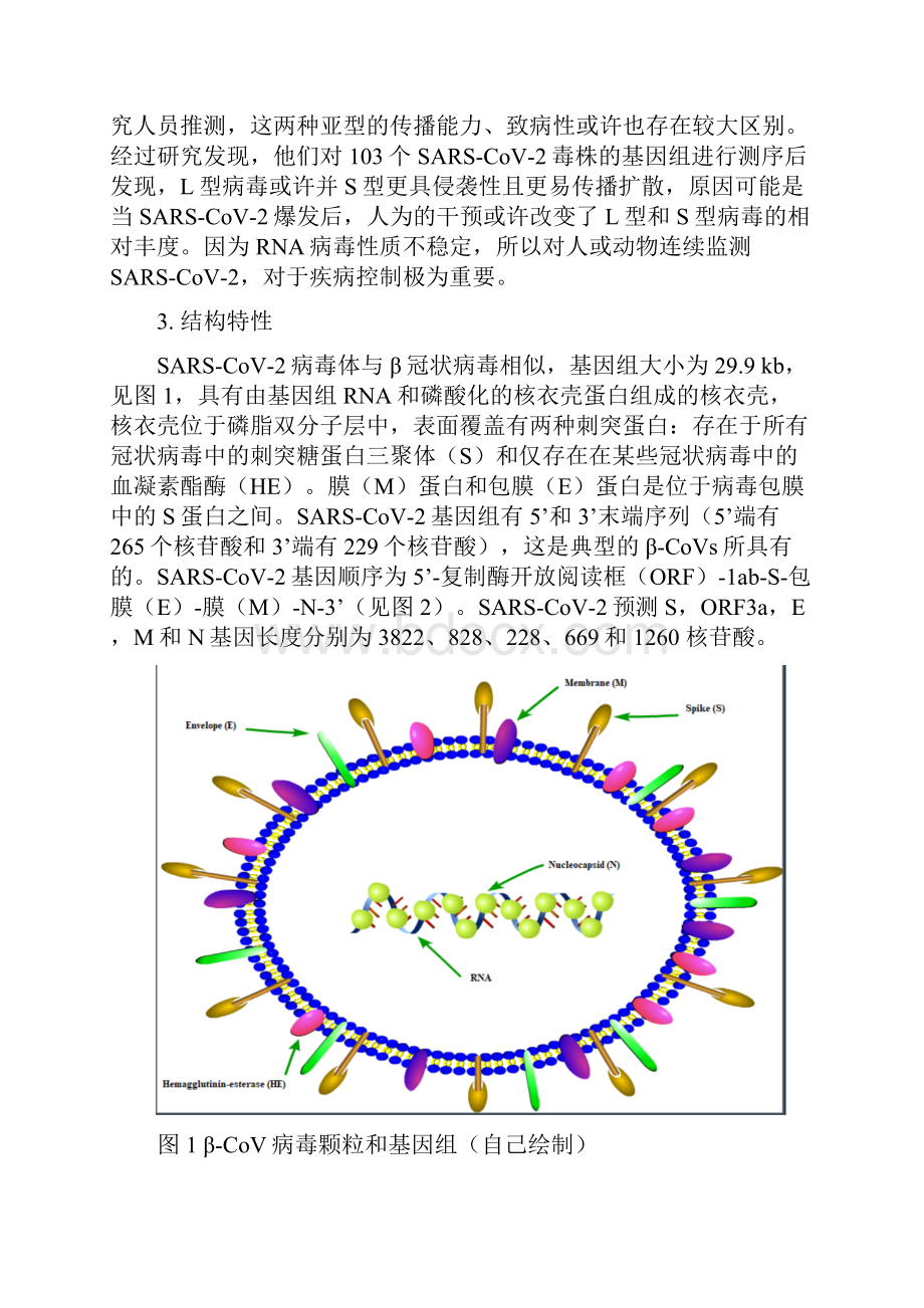 COVID19的病毒学流行病学以及发病机制的认识.docx_第3页