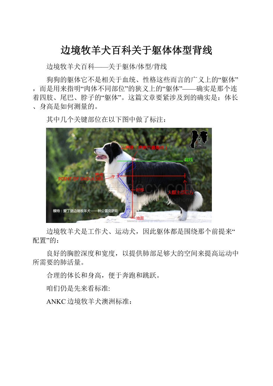 边境牧羊犬百科关于躯体体型背线.docx_第1页