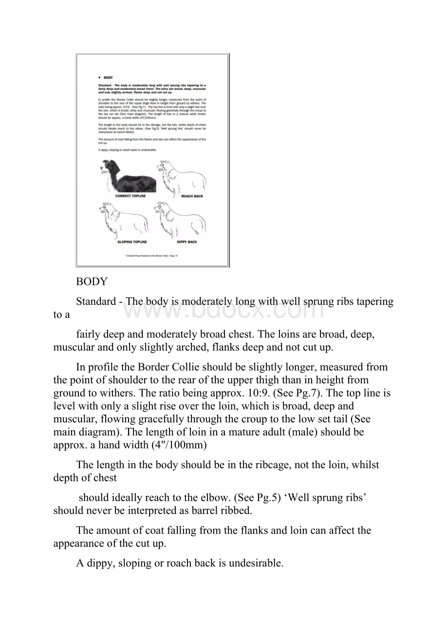 边境牧羊犬百科关于躯体体型背线.docx_第2页