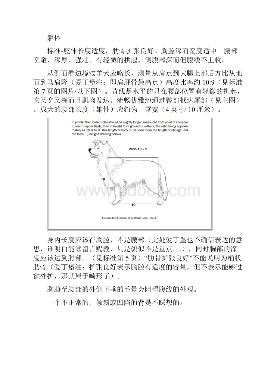 边境牧羊犬百科关于躯体体型背线.docx_第3页