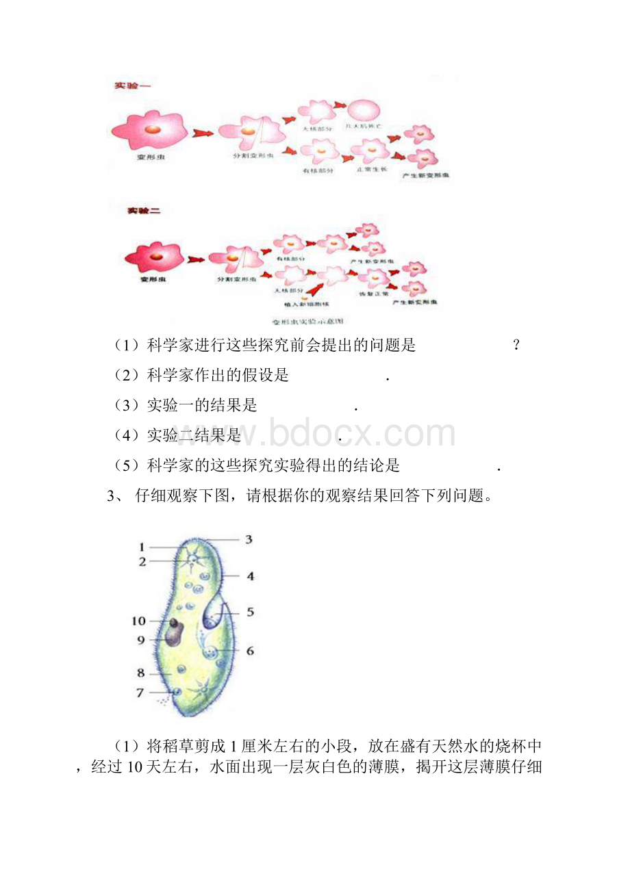 初中生物单细胞生物综合题专题练习含答案.docx_第2页