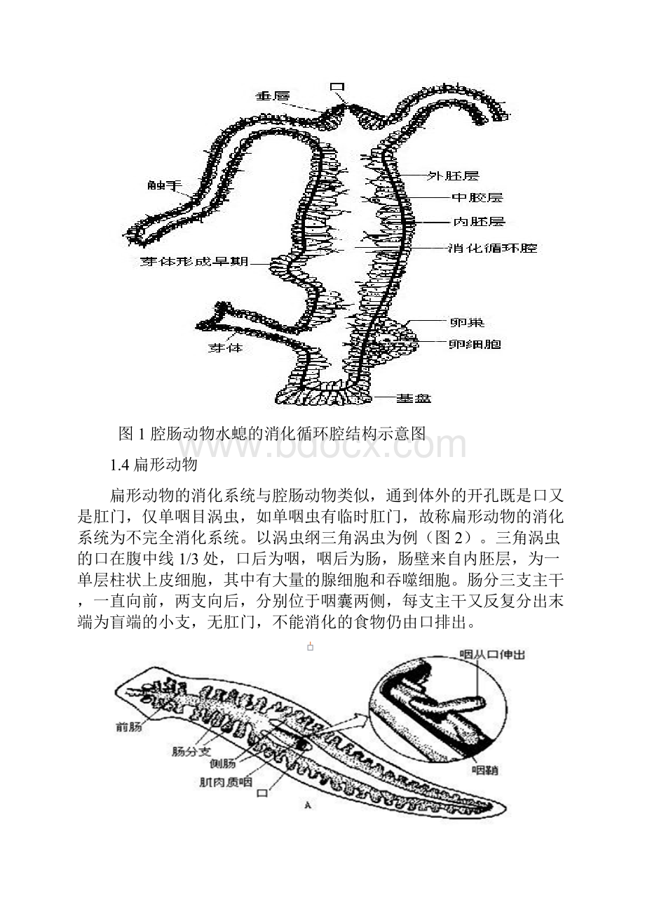 浅谈动物消化系统的结构与机能演化历程.docx_第3页