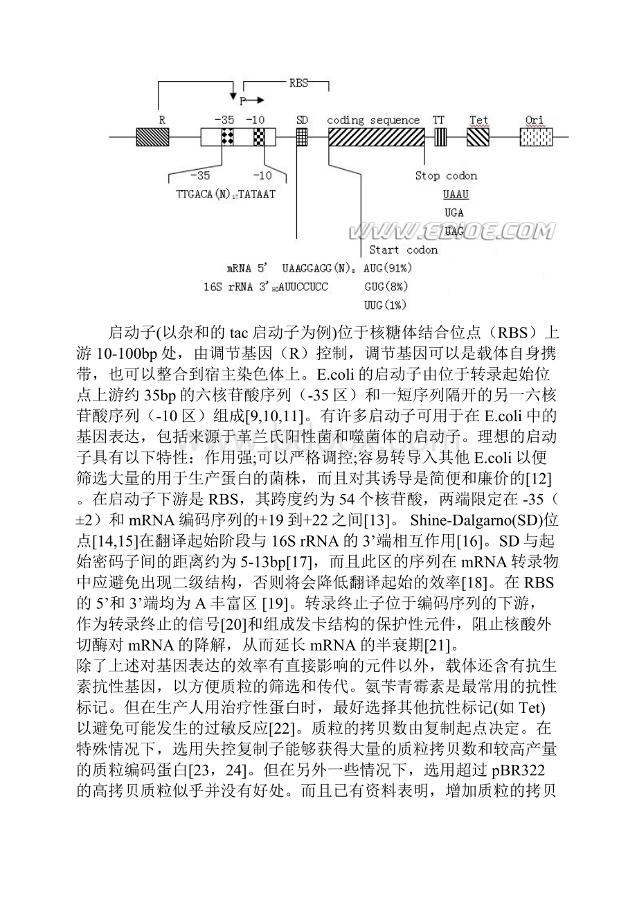 在大肠杆菌中高效表达外源蛋白的策略.docx_第2页