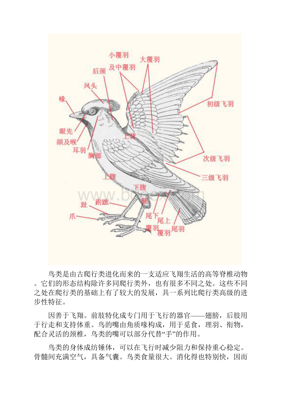 鸟类飞行动画.docx_第2页