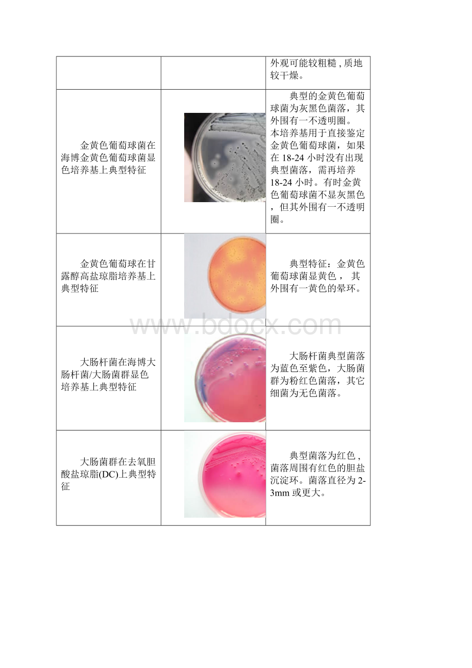 微生物菌落特征形态总结大全带图片Word文档格式.docx_第2页