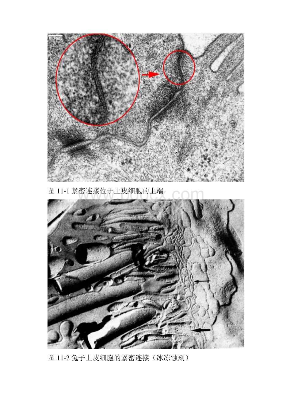 细胞与细胞间或细胞与细胞外基质的联结结构称为细胞连接.docx_第2页