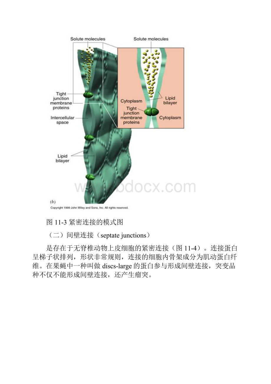 细胞与细胞间或细胞与细胞外基质的联结结构称为细胞连接.docx_第3页