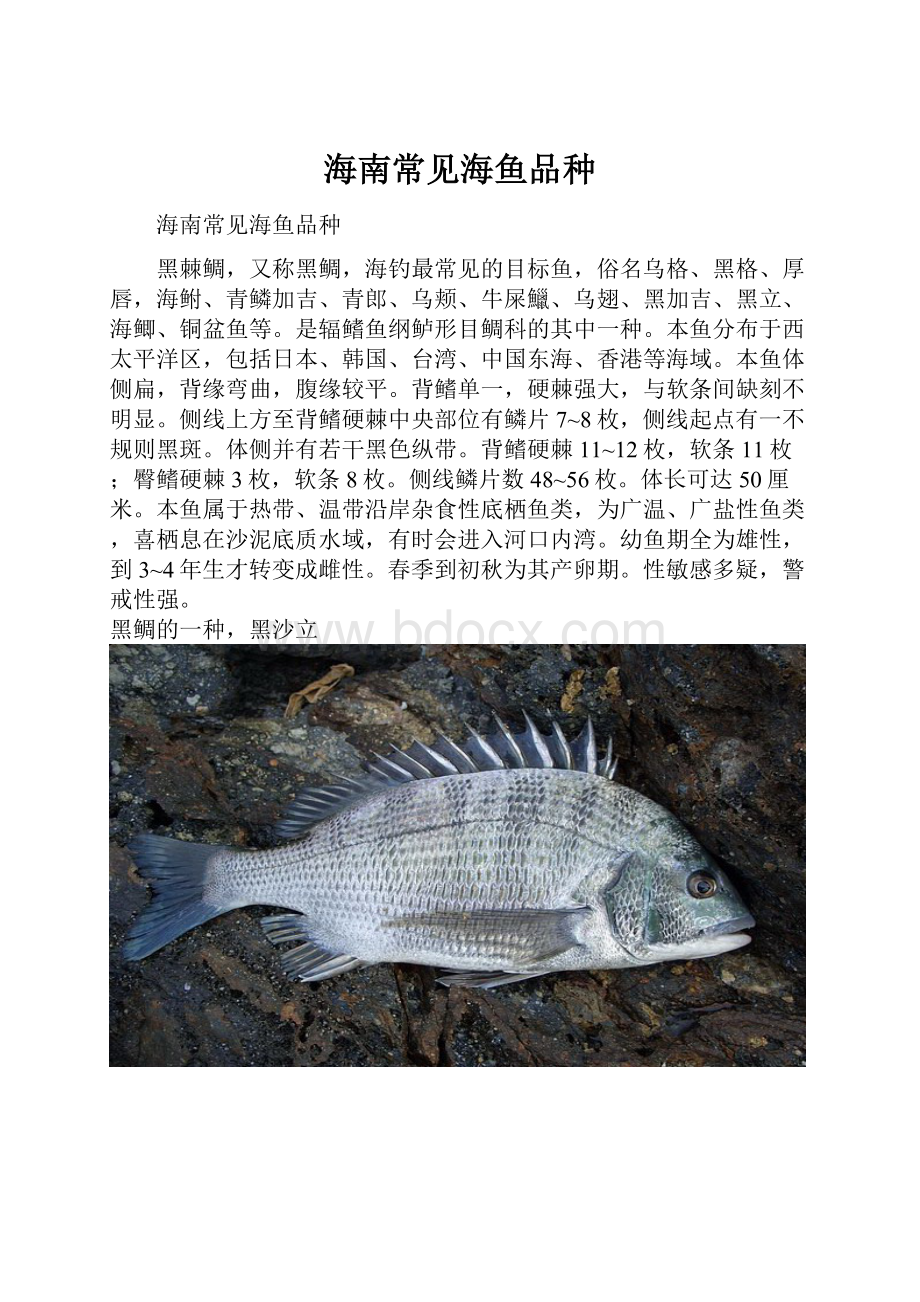 海南常见海鱼品种.docx