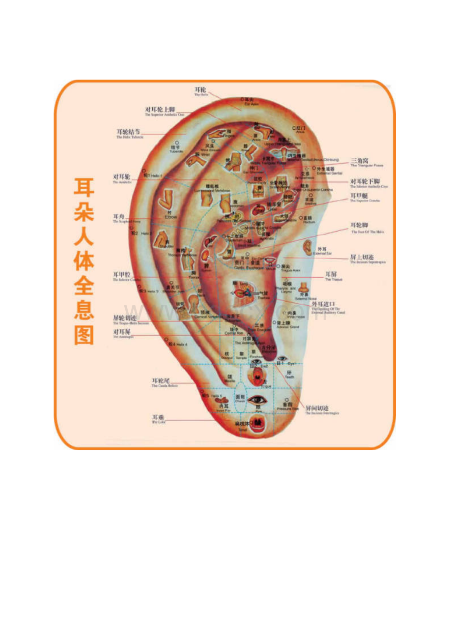 人体穴位图.docx_第3页