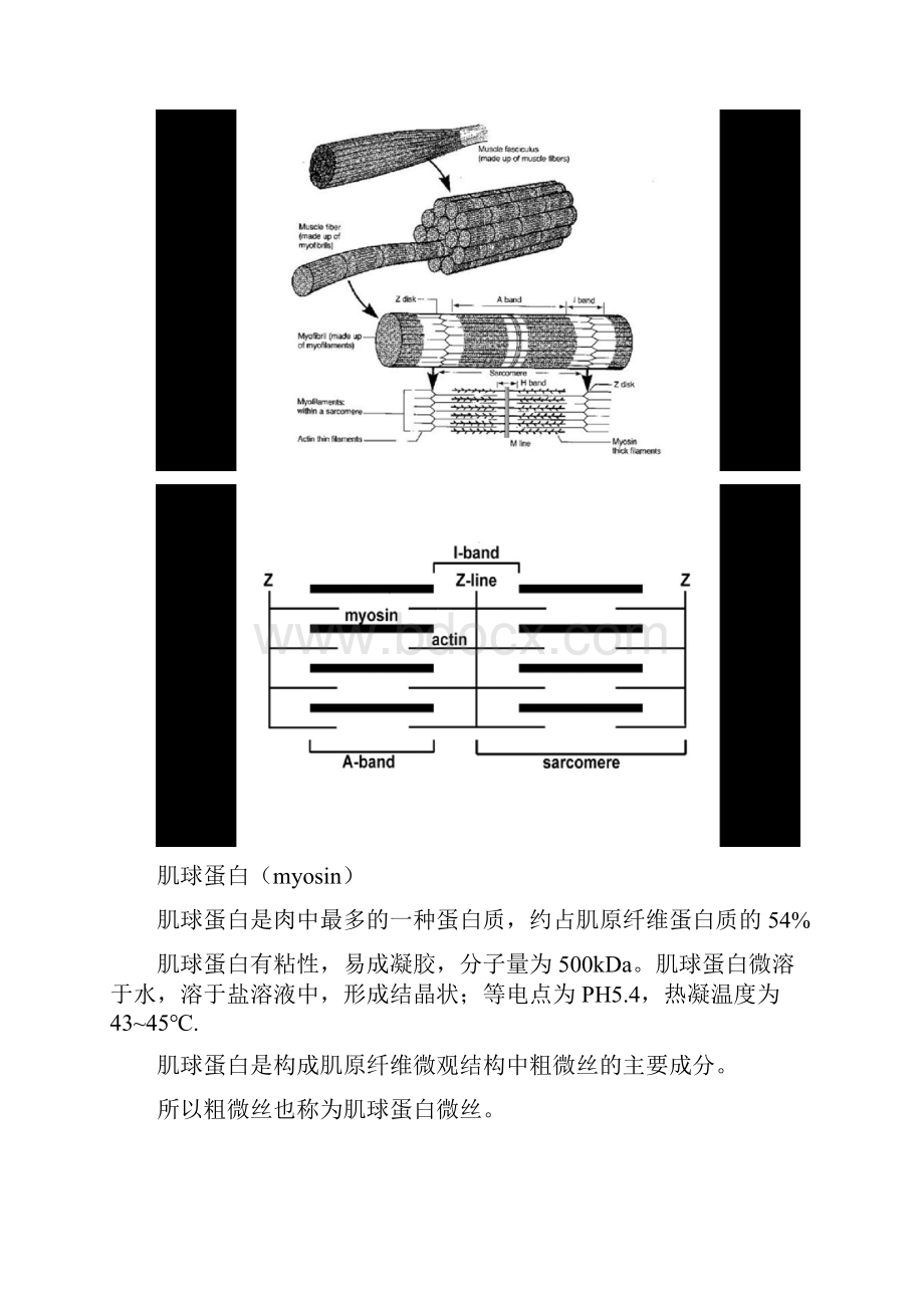 肉制品加工学山东农业大学第二章.docx_第2页