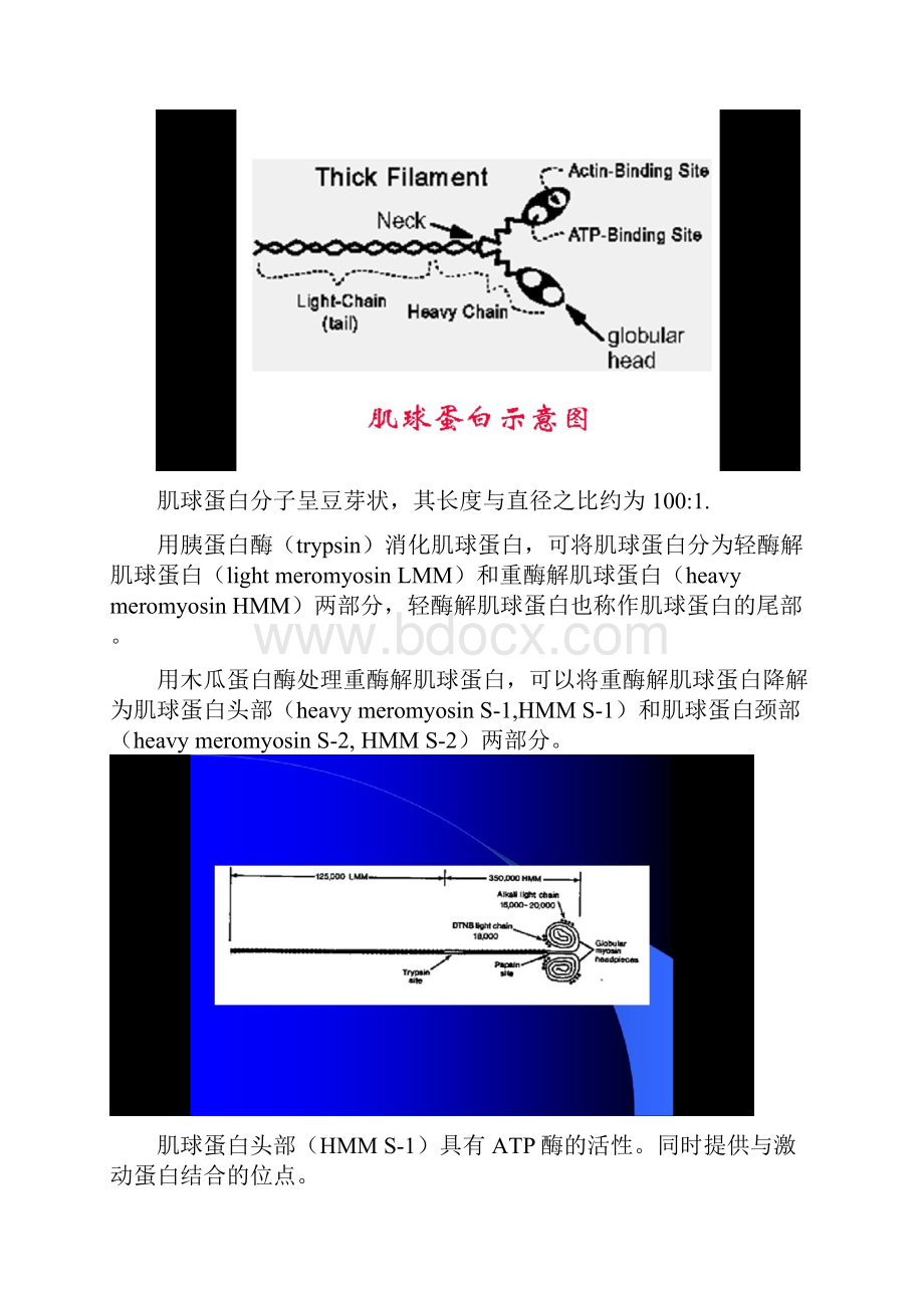 肉制品加工学山东农业大学第二章.docx_第3页