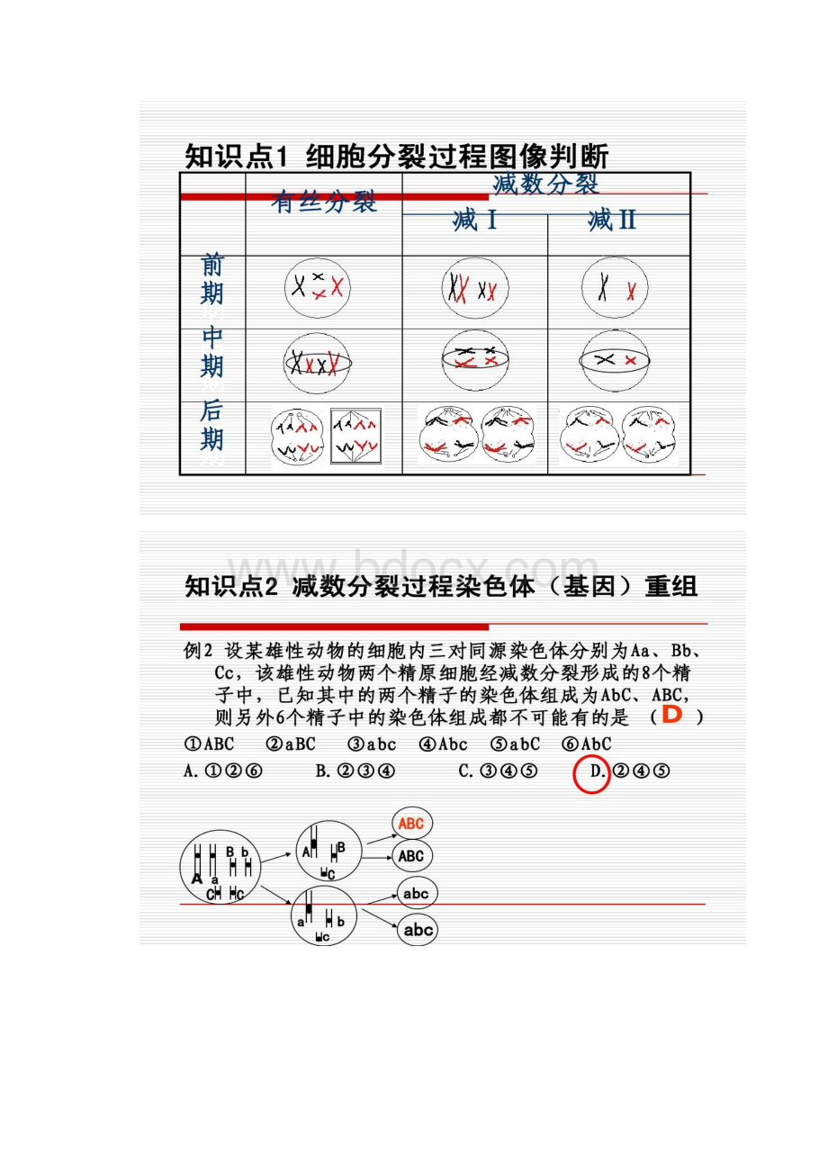 细胞增殖专题二轮复习概况Word下载.docx_第2页