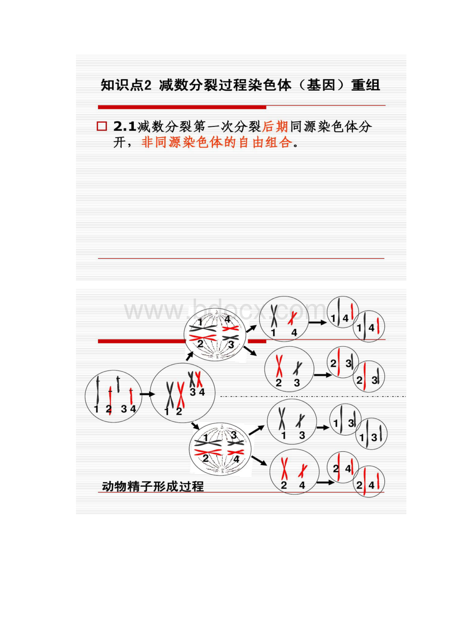 细胞增殖专题二轮复习概况Word下载.docx_第3页