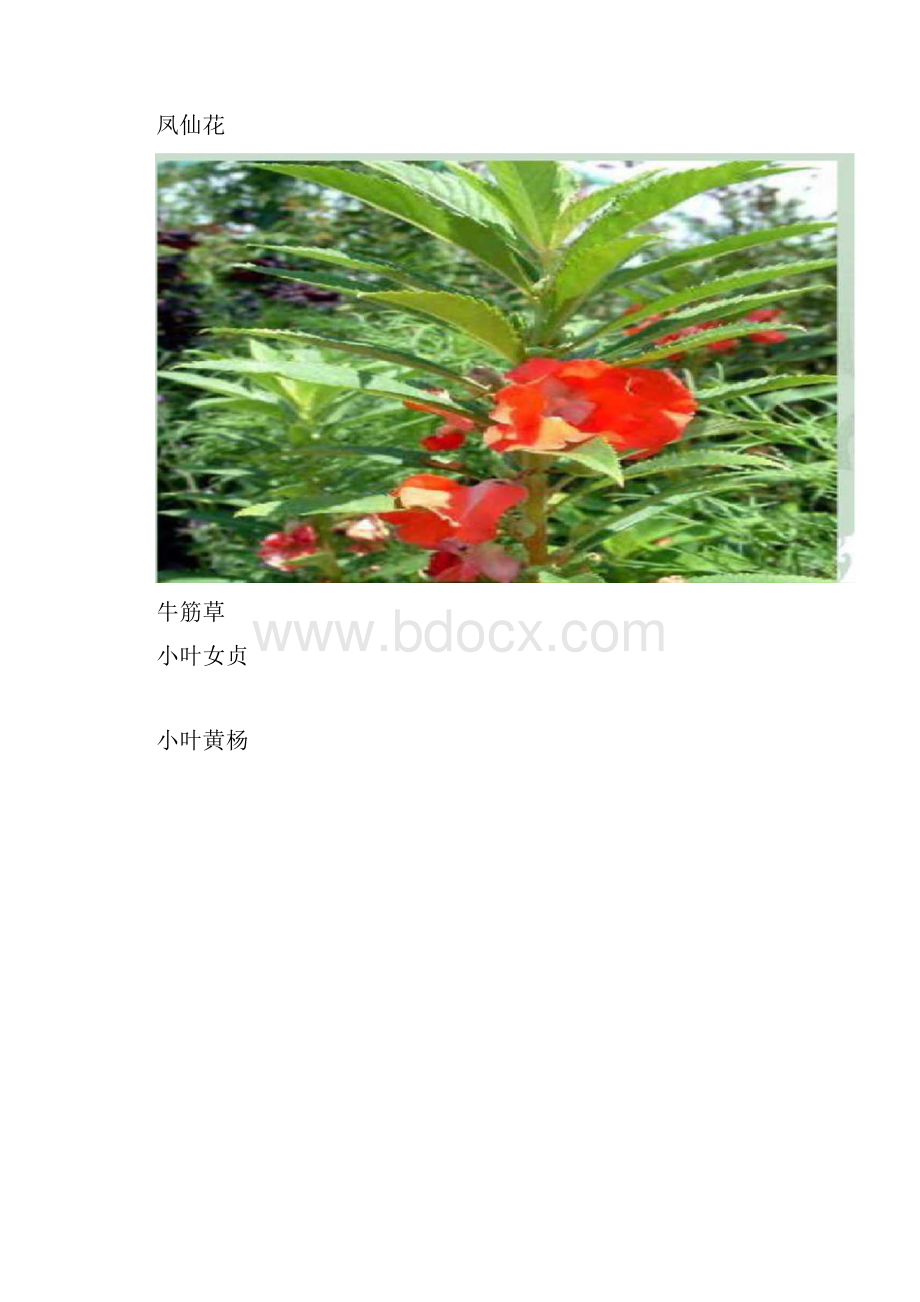 六年级上册科学《多种多样的植物》课件.docx_第2页