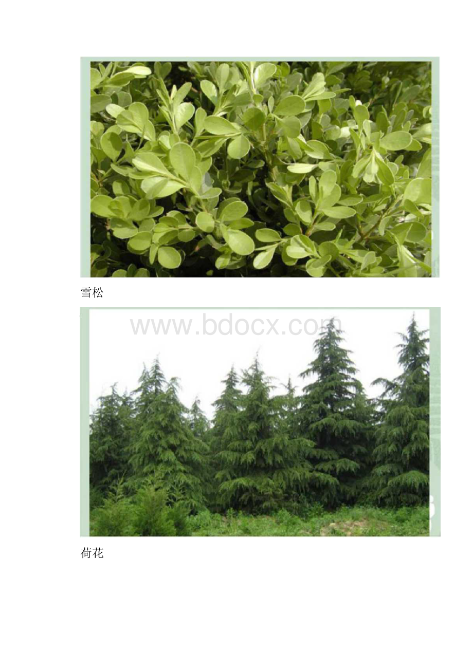 六年级上册科学《多种多样的植物》课件.docx_第3页