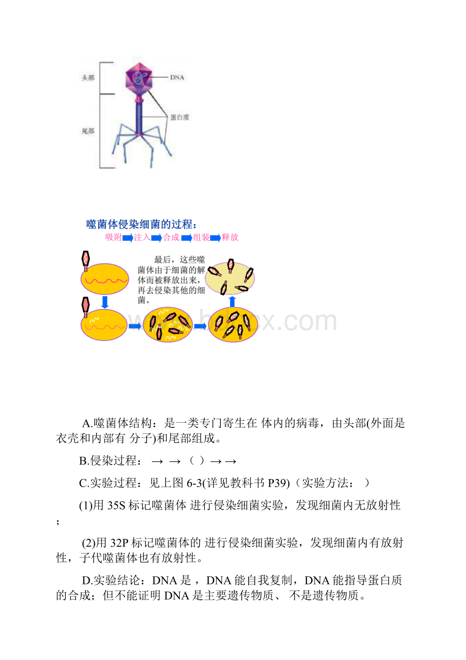 沪科版生命科学高二上第六章《遗传信息的传递和表达》个性化讲义.docx_第2页